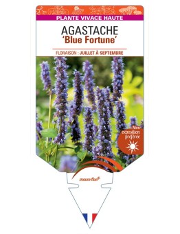 AGASTACHE Blue Fortune