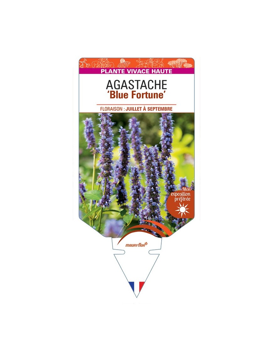 AGASTACHE Blue Fortune