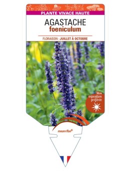 AGASTACHE foeniculum