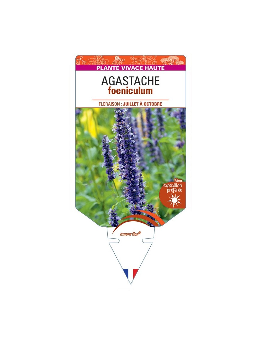 AGASTACHE foeniculum