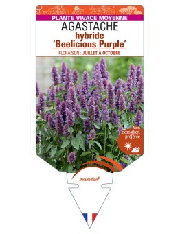 AGASTACHE hybride Beelicious Purple