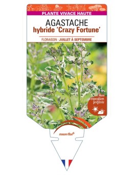 AGASTACHE hybride Crazy Fortune