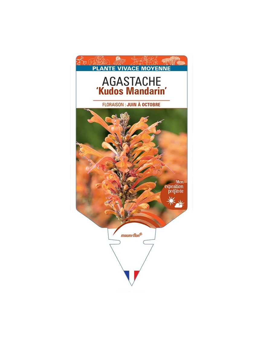 AGASTACHE Kudos Mandarin