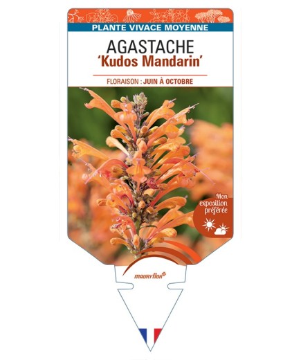 AGASTACHE Kudos Mandarin