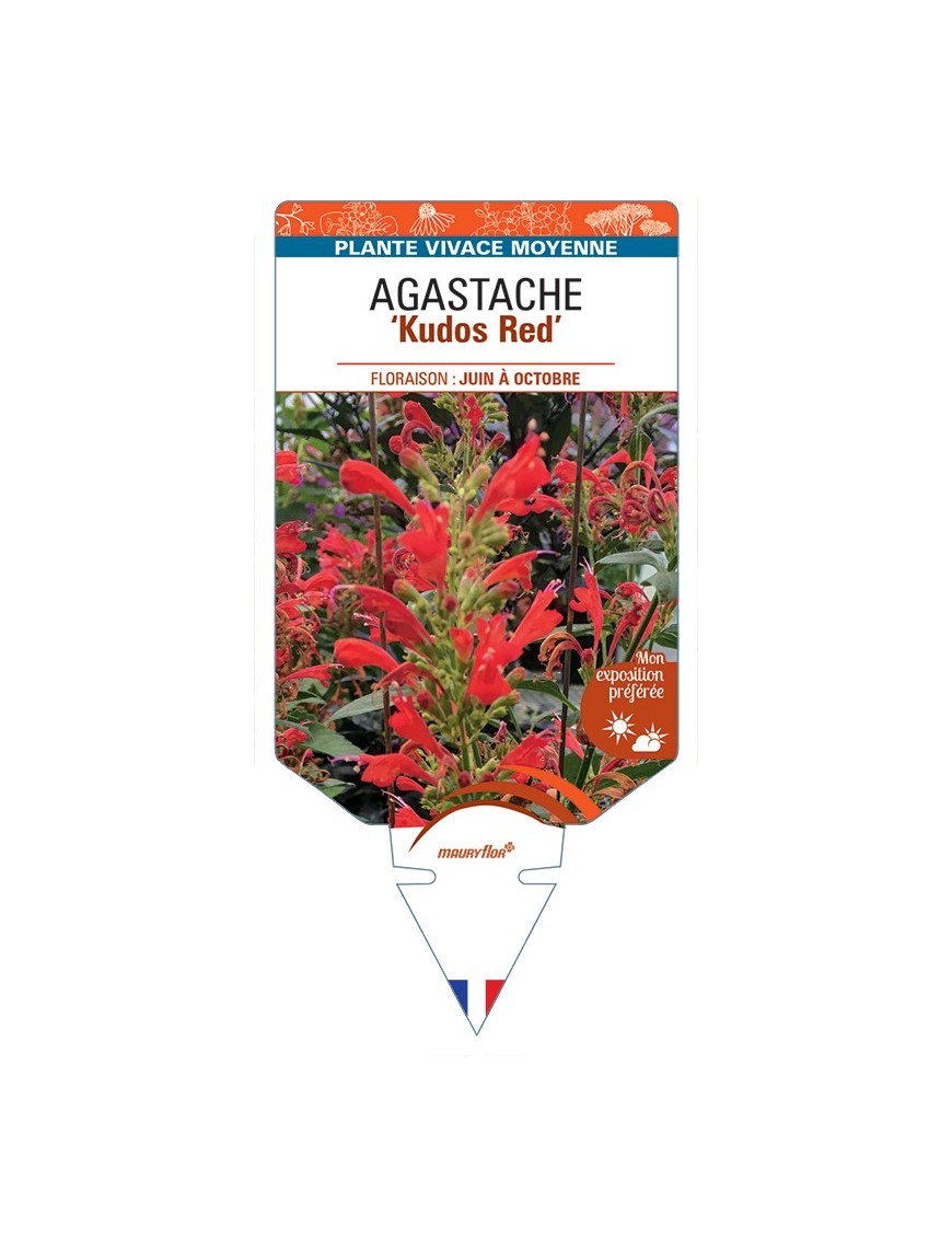 AGASTACHE Kudos Red