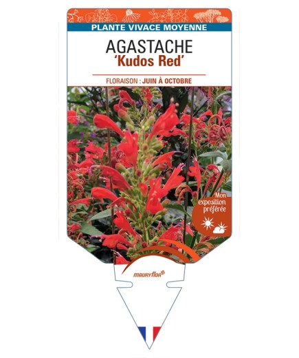AGASTACHE Kudos Red