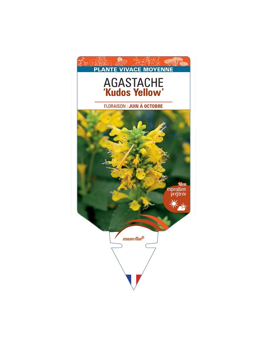 AGASTACHE Kudos Yellow