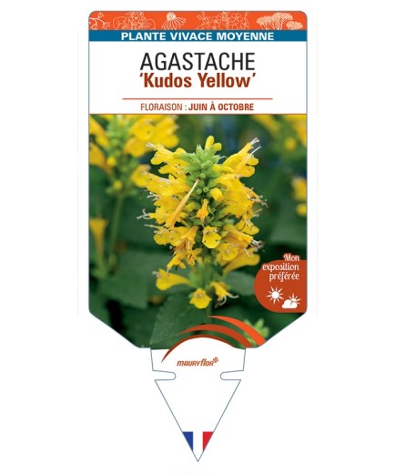 AGASTACHE Kudos Yellow
