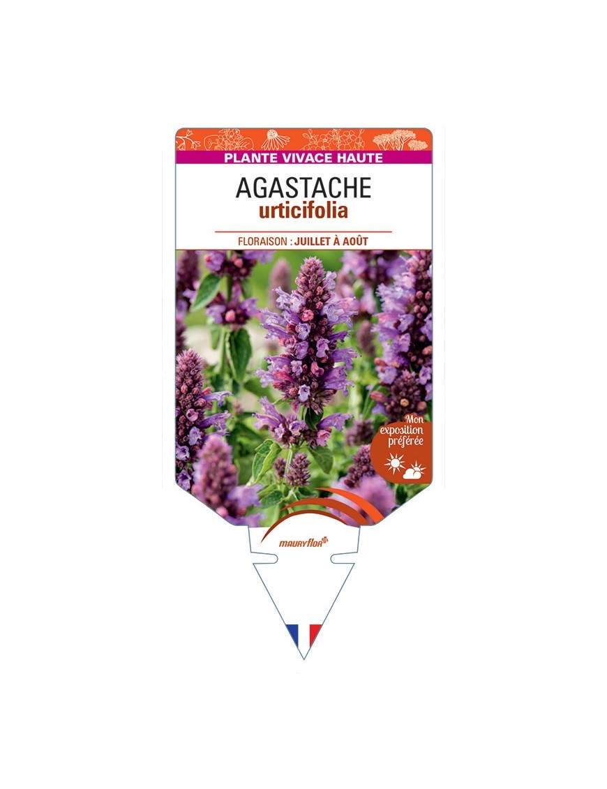 AGASTACHE URTICIFOLIA (mauve)