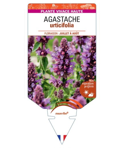 AGASTACHE URTICIFOLIA (mauve)