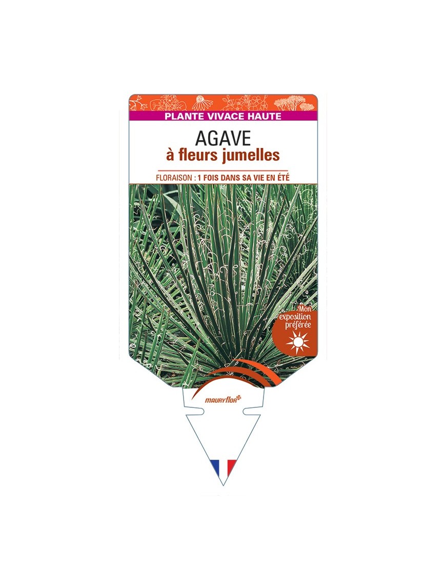 AGAVE à fleurs jumelles