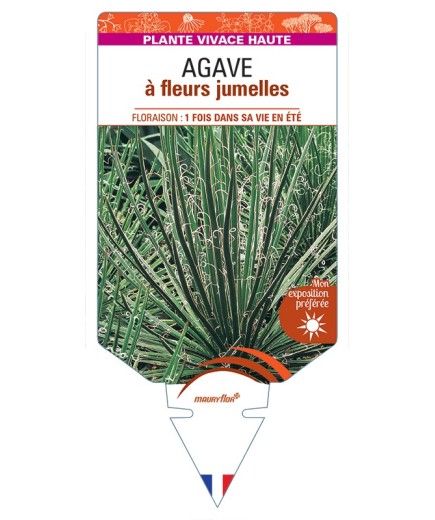 AGAVE à fleurs jumelles