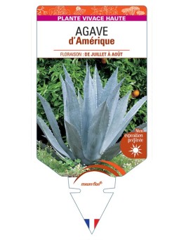 AGAVE d'Amérique