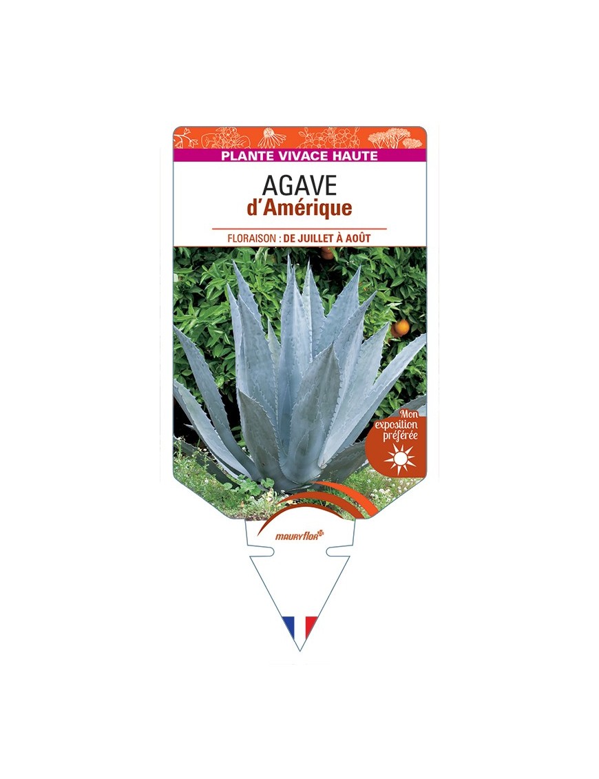 AGAVE d'Amérique