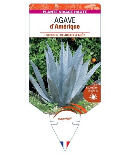 AGAVE d'Amérique