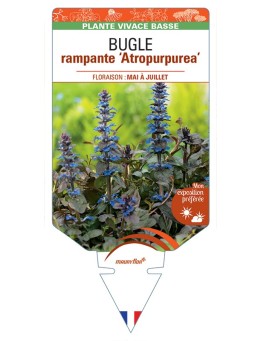 AJUGA reptans Atropurpurea voir Bugle rampante