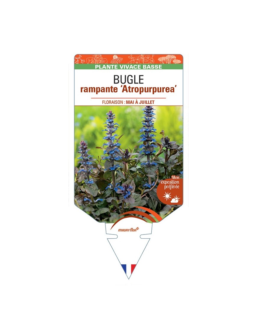 AJUGA reptans Atropurpurea voir Bugle rampante