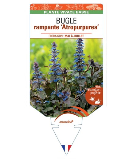 AJUGA reptans Atropurpurea voir Bugle rampante