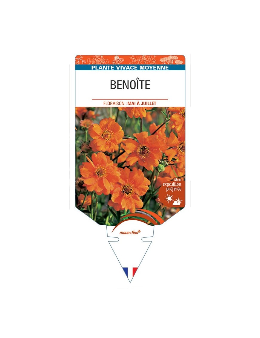 BENOITE (orange) *