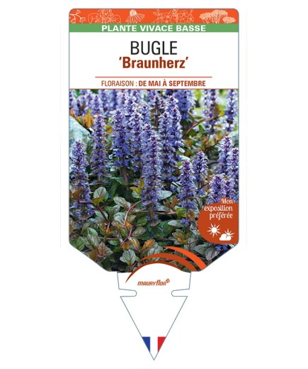 AJUGA reptans Braunherz voir Bugle