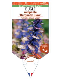 AJUGA reptans Burgundy Glow voir Bugle rampante