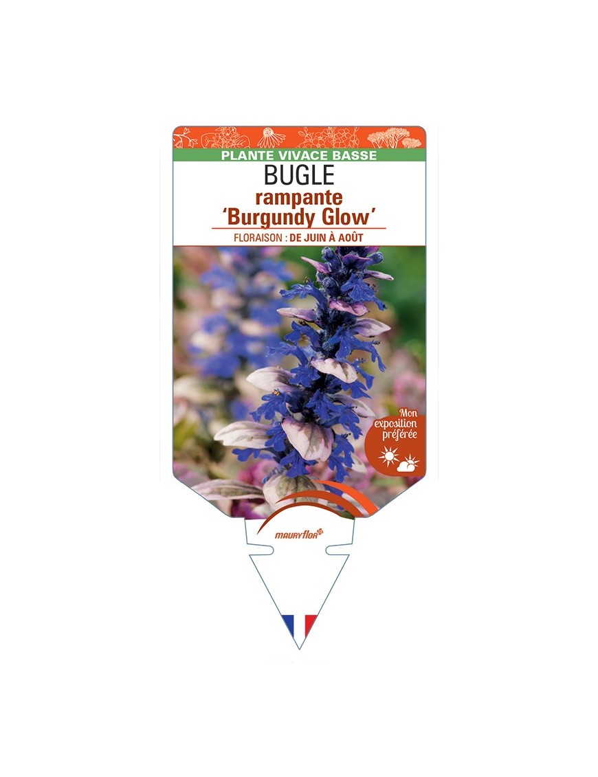 AJUGA reptans Burgundy Glow voir Bugle rampante