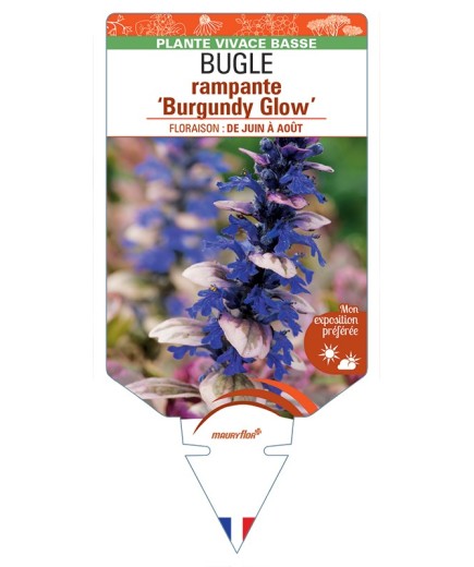 AJUGA reptans Burgundy Glow voir Bugle rampante