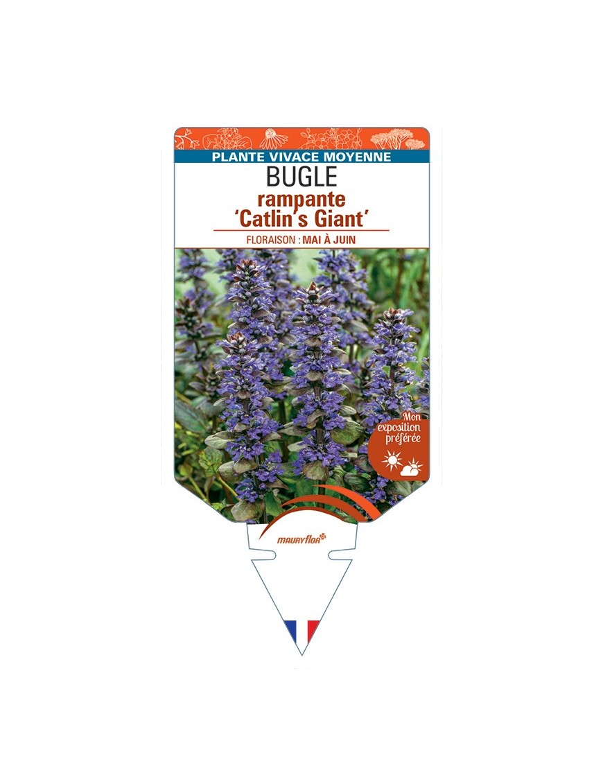 AJUGA reptans Catlin's Giant voir Bugle rampante