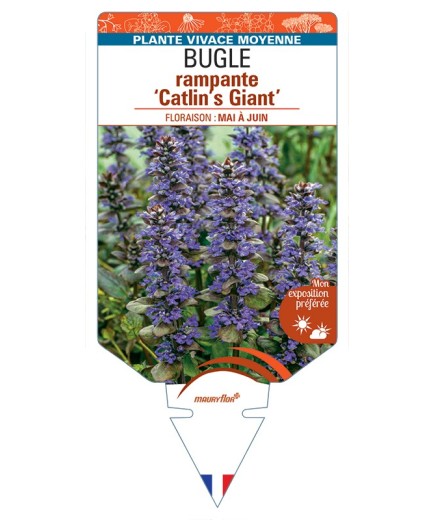 AJUGA reptans Catlin's Giant voir Bugle rampante