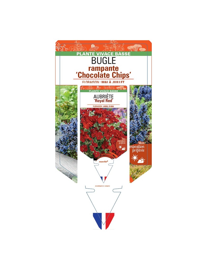 AJUGA reptans Chocolate Chips voir Bugle rampante