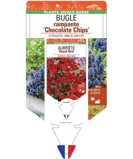 AJUGA reptans Chocolate Chips voir Bugle rampante