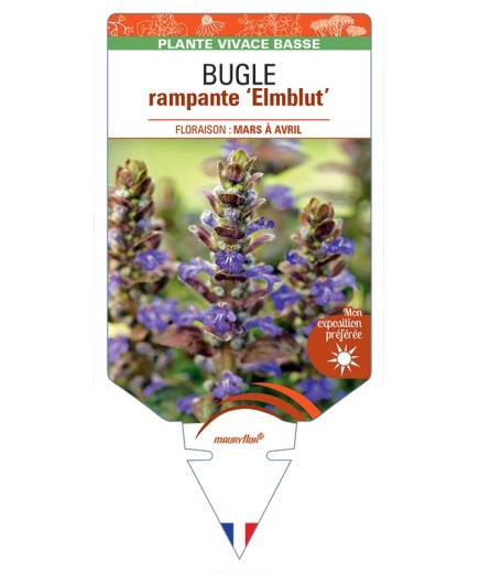 AJUGA reptans Elmblut voir Bugle rampante