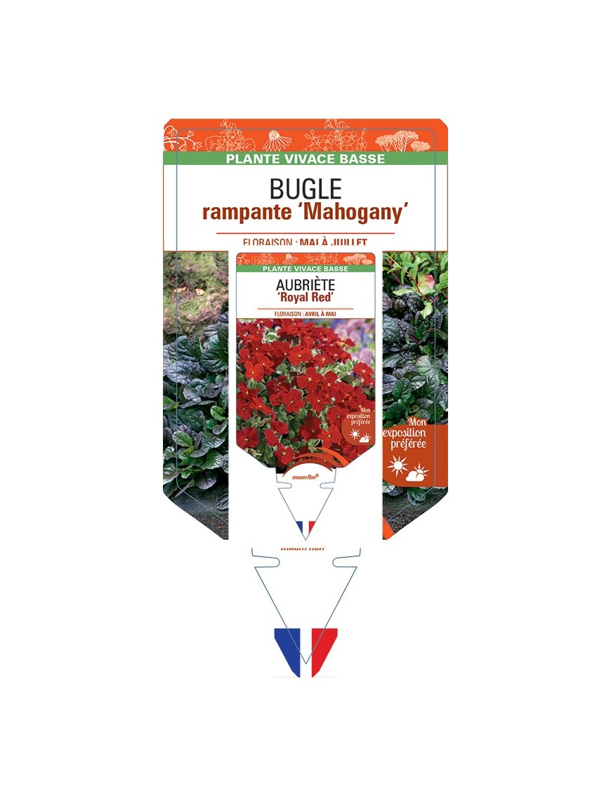 AJUGA reptans Mahogany voir Bugle rampante