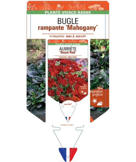 AJUGA reptans Mahogany voir Bugle rampante