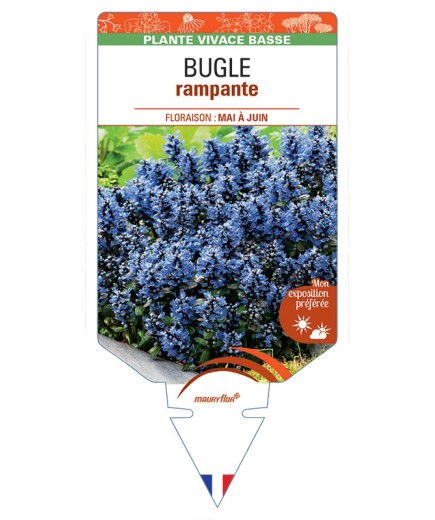 AJUGA tenori voir Bugle rampante