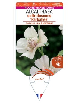 ALCALTHAEA suffrutescens Parkallee