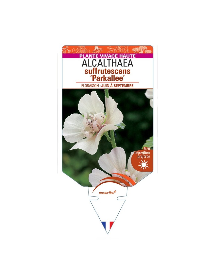 ALCALTHAEA suffrutescens Parkallee