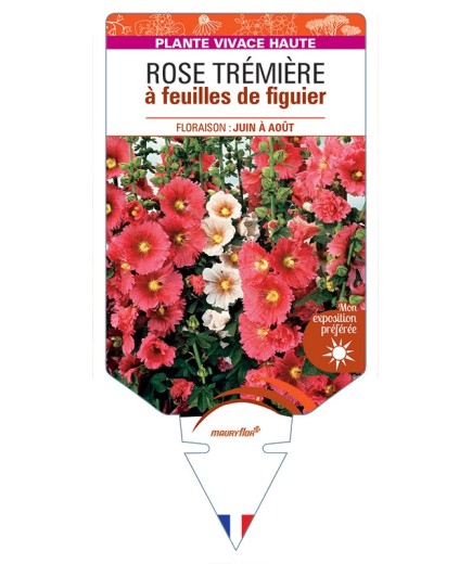 ALCEA ficifolia hybrides voir Rose Trémière à feuilles de figuier