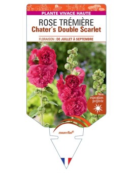 ALCEA ROSEA Chater's Double Scarlet voir Rose Trémière