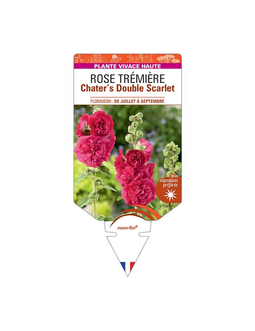 ALCEA ROSEA Chater's Double Scarlet voir Rose Trémière