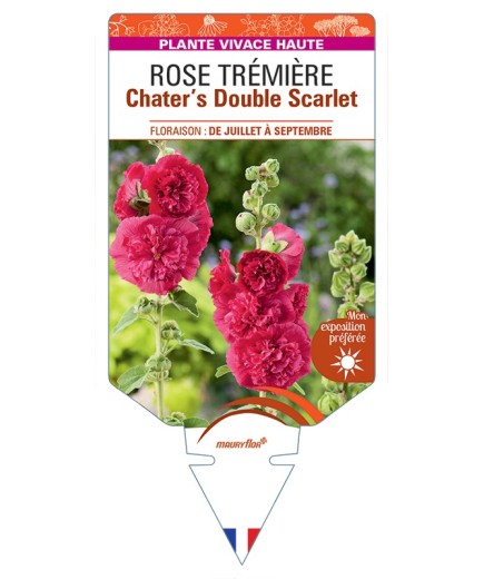 ALCEA ROSEA Chater's Double Scarlet voir Rose Trémière
