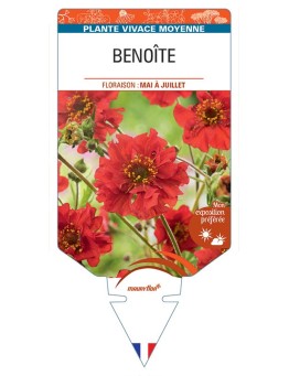 BENOITE (rouge) *