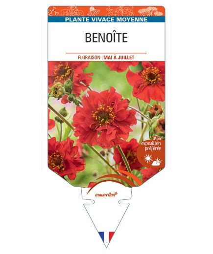 BENOITE (rouge) *
