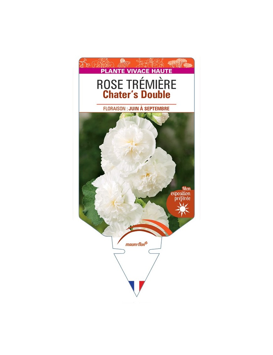 ALCEA ROSEA Chater's Double voir Rose Trémière (blanc)