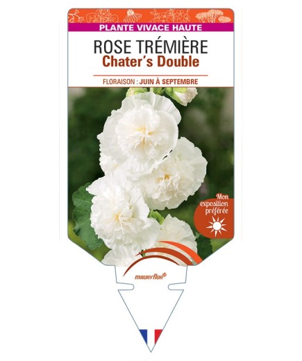 ALCEA ROSEA Chater's Double voir Rose Trémière (blanc)