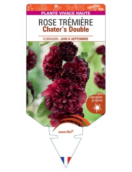 ALCEA ROSEA Chater's Double voir Rose Trémière (brun châtaigne)