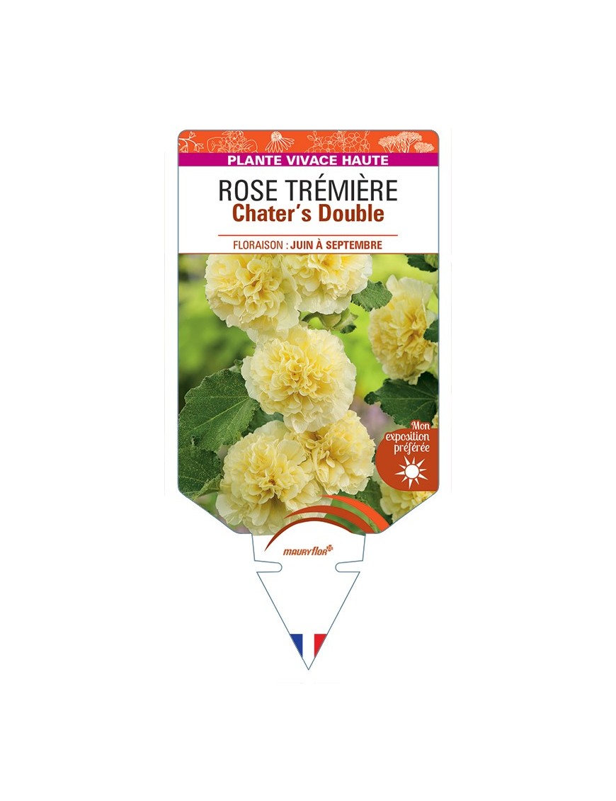 ALCEA ROSEA Chater's Double voir Rose Trémière (jaune)