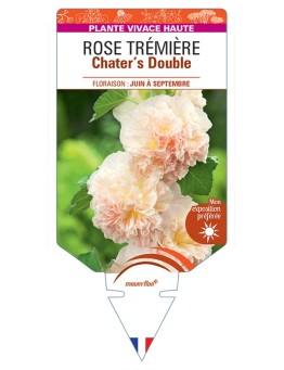 ALCEA ROSEA Chater's Double voir Rose Trémière (rose chamoisé)