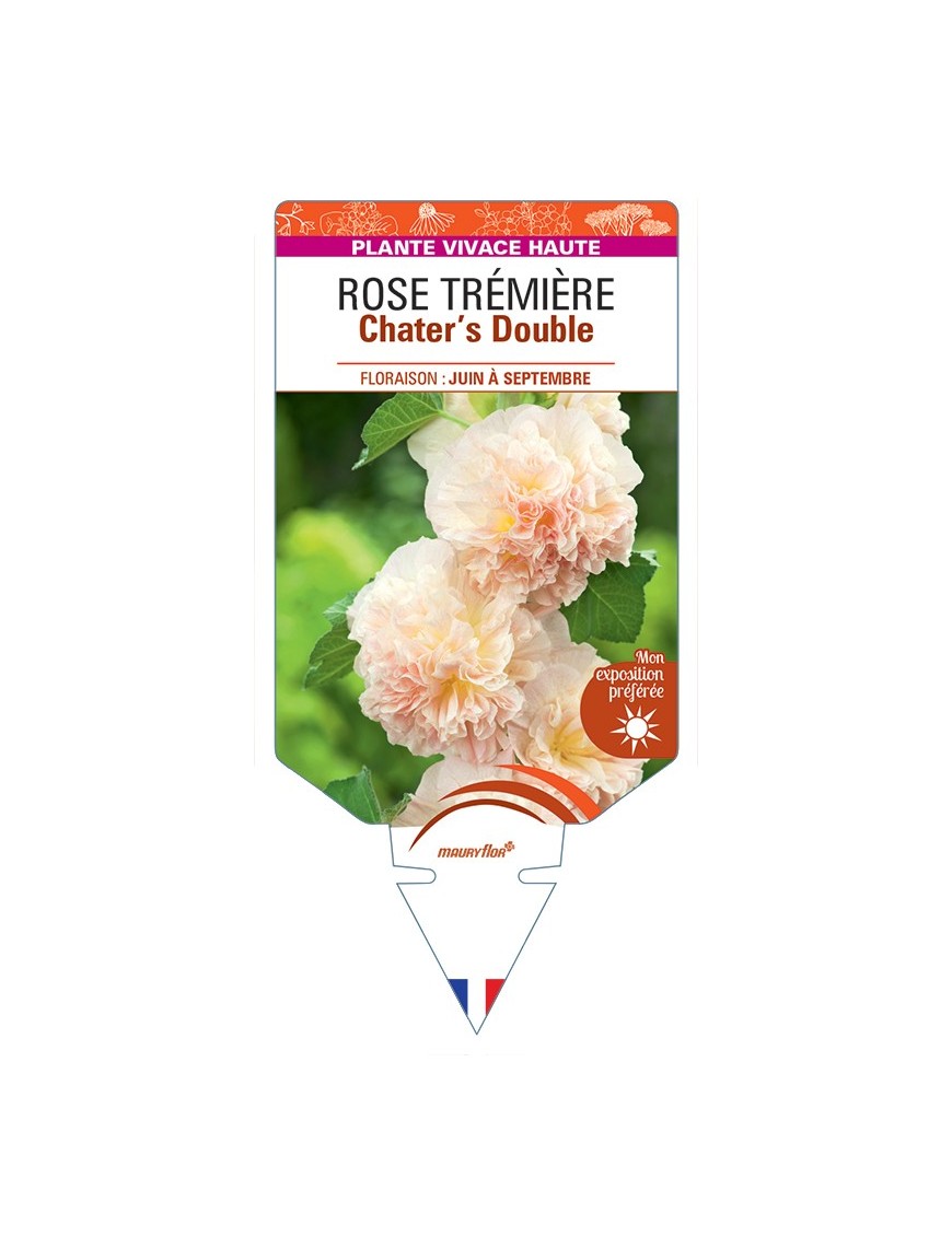 ALCEA ROSEA Chater's Double voir Rose Trémière (rose chamoisé)