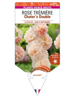 ALCEA ROSEA Chater's Double voir Rose Trémière (saumon)